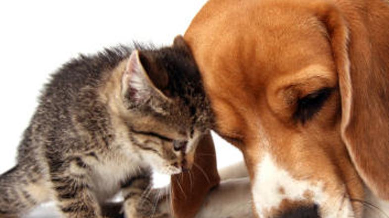 Skoraj nihče se noče posloviti od svojih ljubljenčkov.