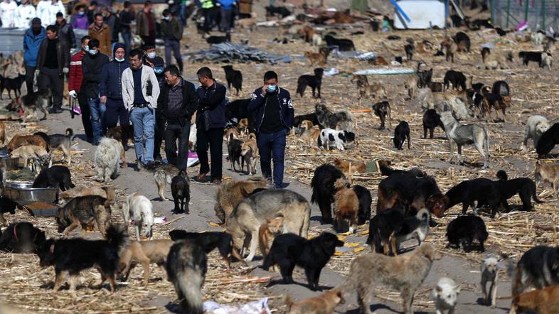 Center za reševanje psov