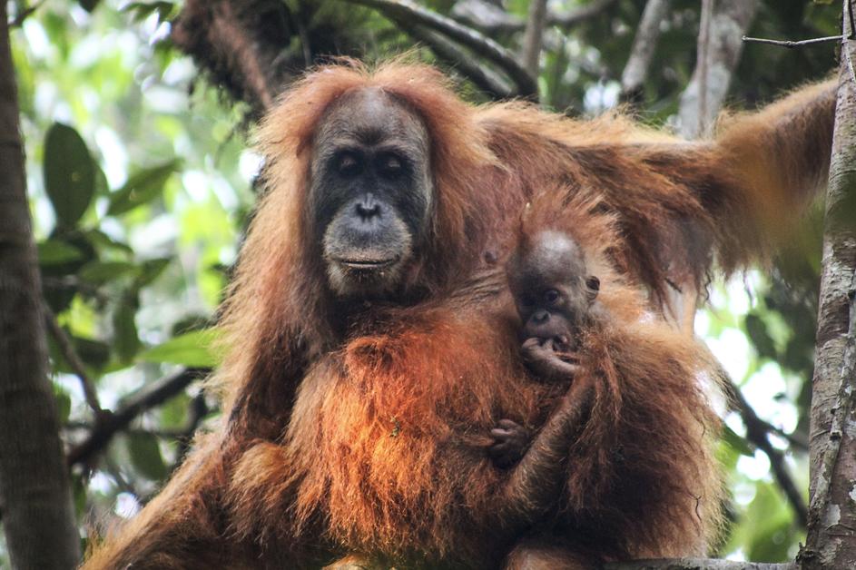 Tapanuli orangutan