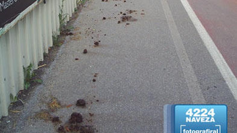 Konjske fige so zdaj že odstranili, so nam zagotovili v Javnem holdingu Ljubljan