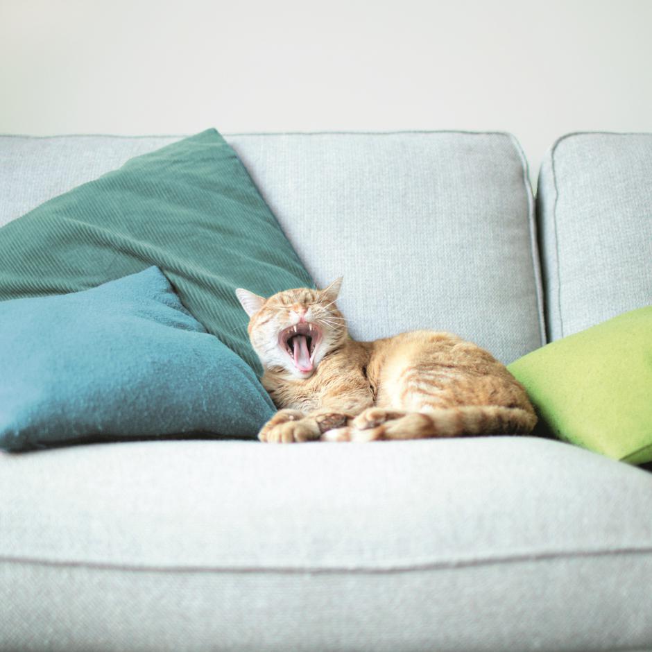 Lesnina | Avtor: Lesnina XXXL