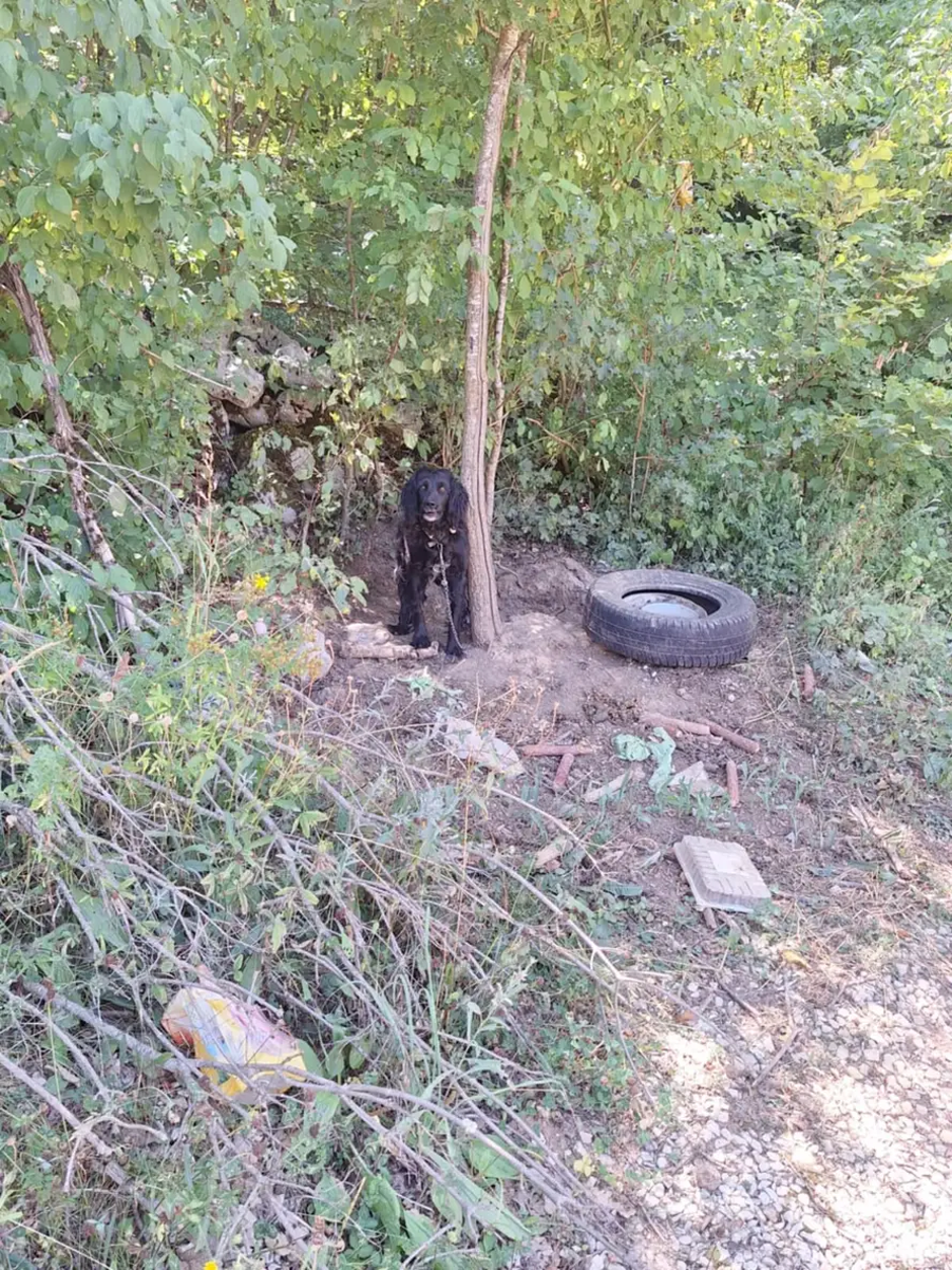 Mučeni psi na Hrvaškem | Avtor: bralec 24sata