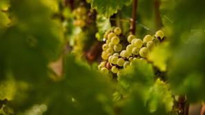 grozdje vinograd Chambord Francija