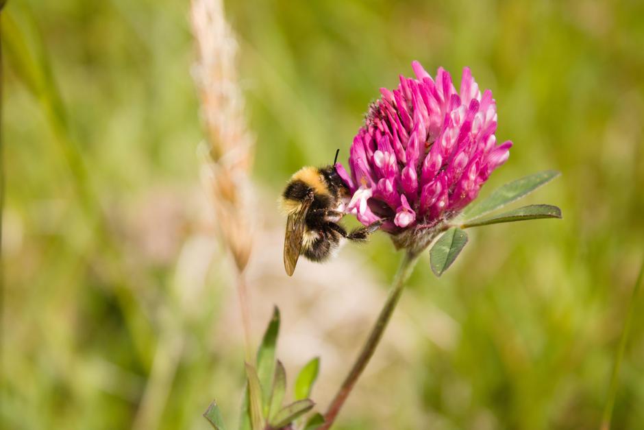 čebela | Avtor: Profimedia