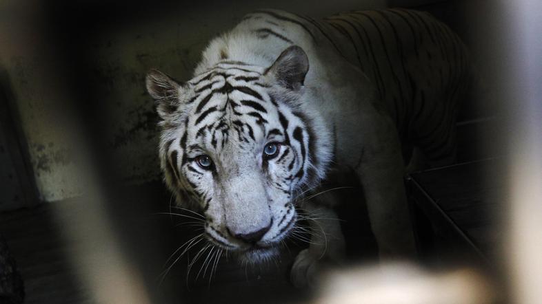 Beli tigri so redki, zato jih v divjini težko najdemo, saj so ravno zaradi svoje