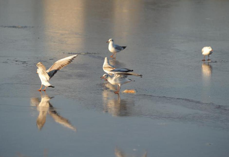Sneg po Evropi | Avtor: Žurnal24 main