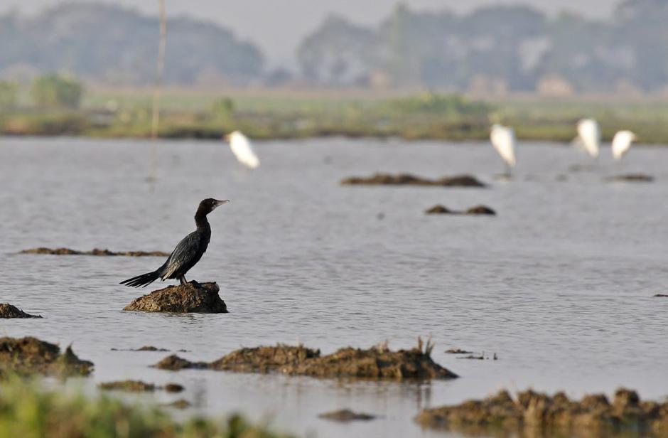 Kormoran | Avtor: EPA