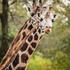 Žirafe
