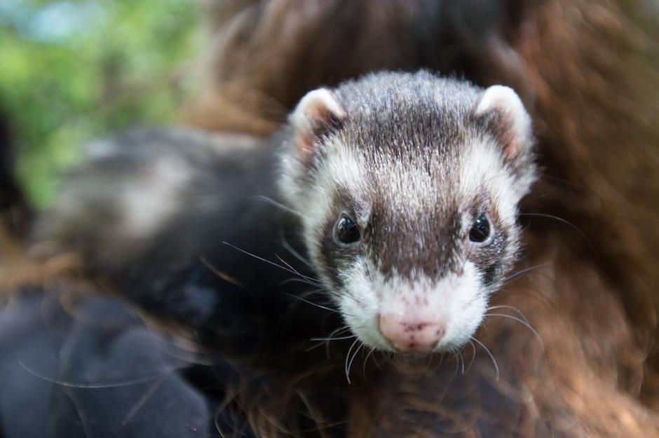 dihur | Avtor: Anže Petkovšek