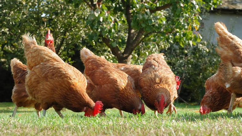 Kokoške so dobile svoje luksuzno bivališče. (Foto: Shutterstock)