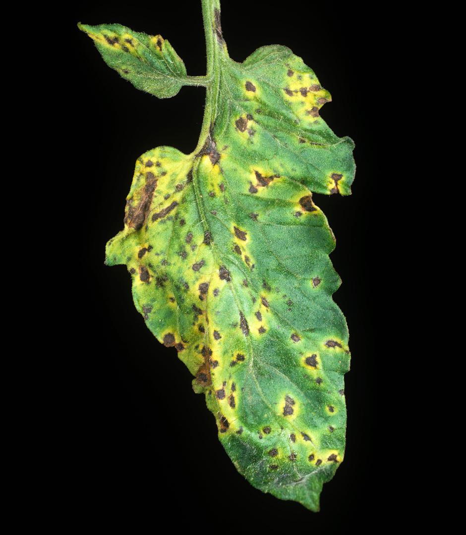 okroglasta listna plesen | Avtor: Profimedia