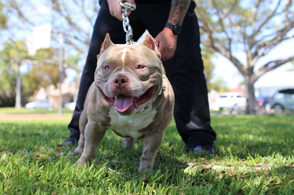 Psi american bully