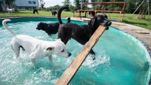 Pasji vrtec in hotel