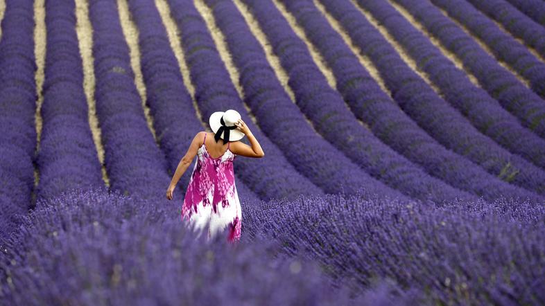 Lavanda