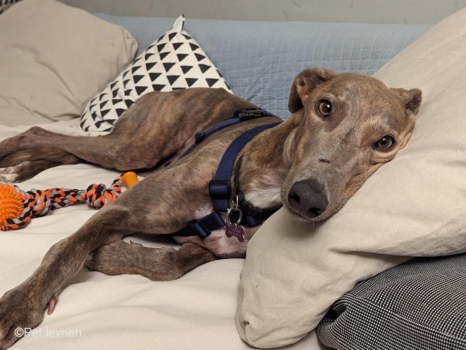 Greyhound Sky | Avtor: Greyhound Sky - NUJNO IŠČE DOM, je že v Sloveniji