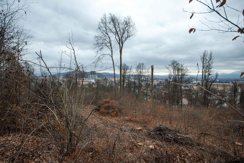 Sečnja lesa | Avtor: Anže Petkovšek