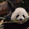 Panda Bao Bao