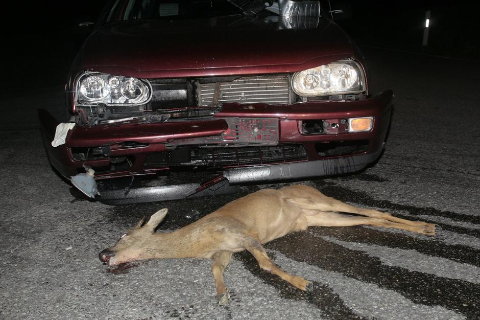 avtomobil nesreča povožena divjad | Avtor: Profimedia