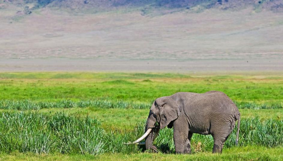 Ngorongoro, Tanzanija
