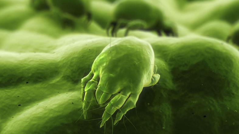 Majhna, nevidna sostanovalka - pršica tudi povzroča alergične reakcije.