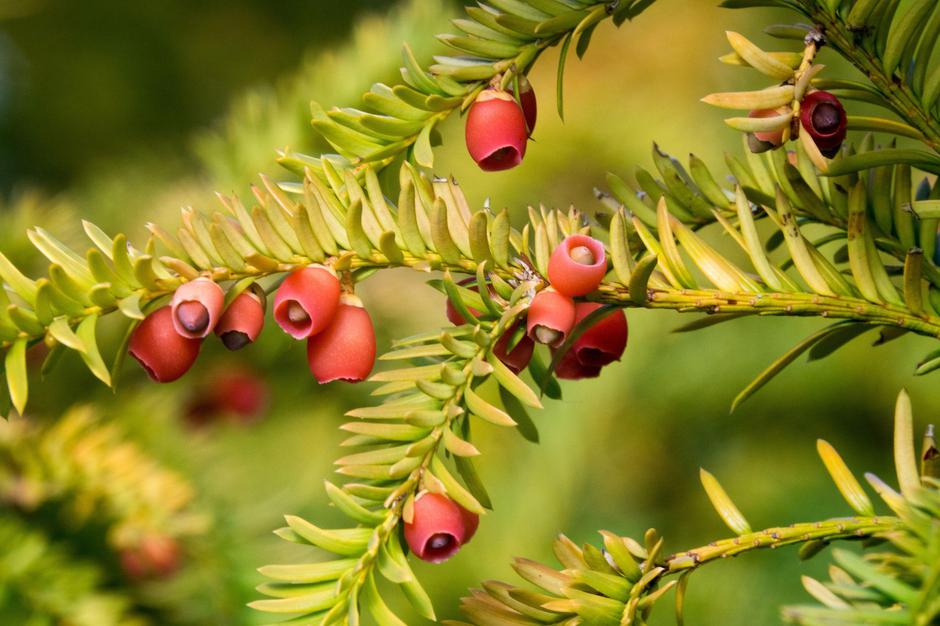 Tisa | Avtor: Profimedia