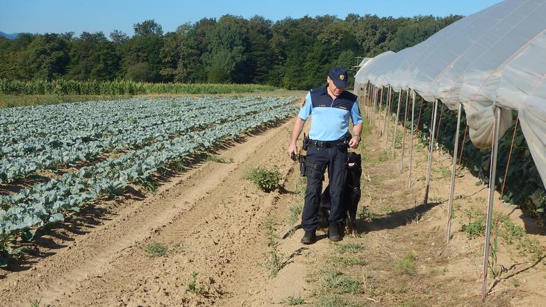Kraja pridelkov na njivah