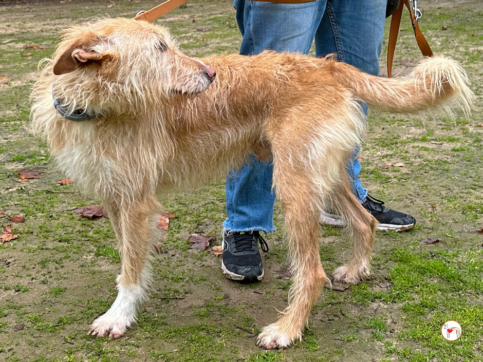 Podenco CHISCO | Avtor: Podenco CHISCO - išče dom
