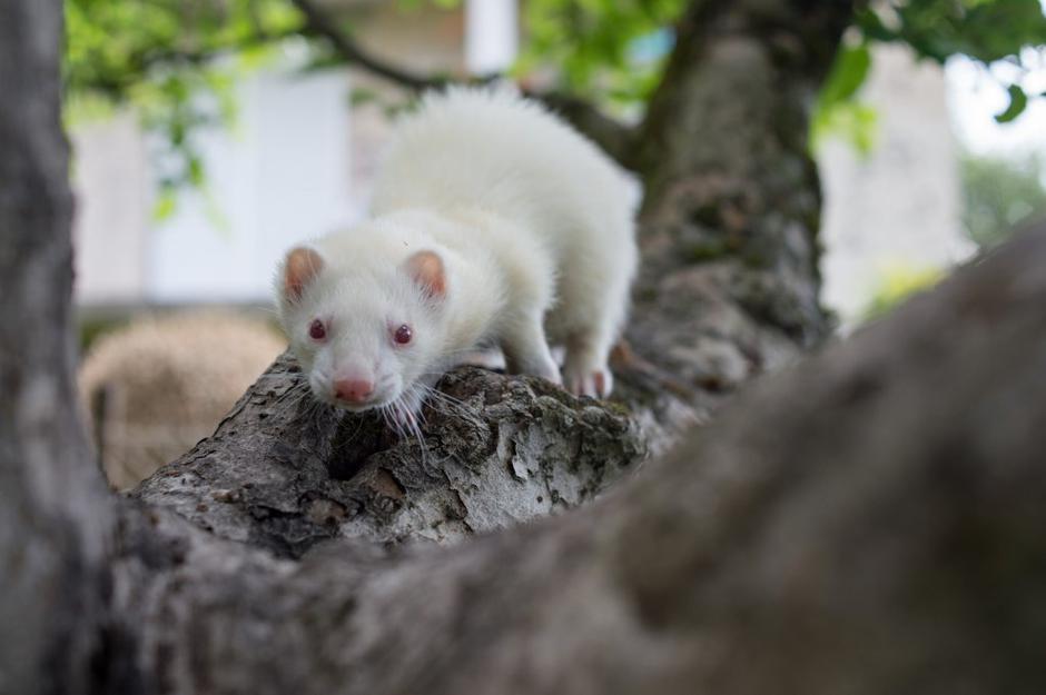 dihur albin | Avtor: Anže Petkovšek