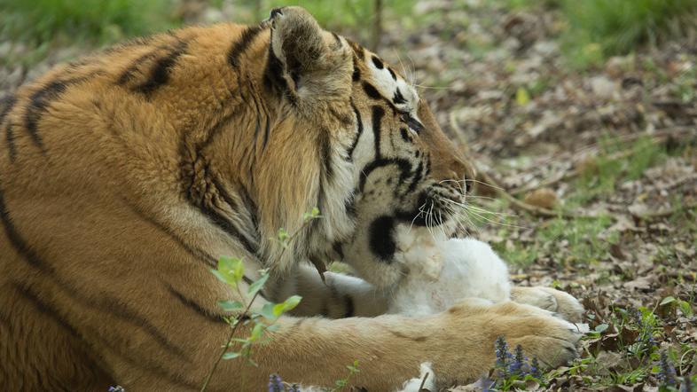 Prehranjevanje živali
