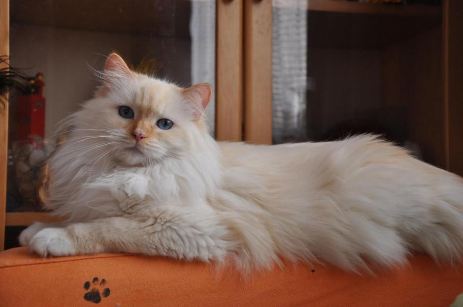 Radgoll | Avtor: T. V. Osebni arhiv