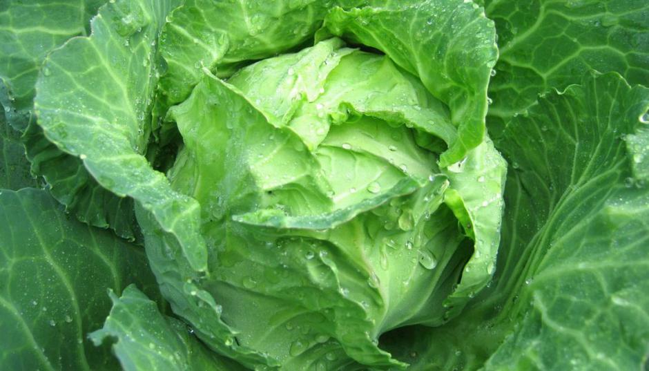 zelje | Avtor: Shutterstock