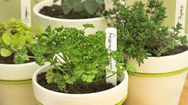 Lepa in sveža ... kaj več bi si sploh še želeli?