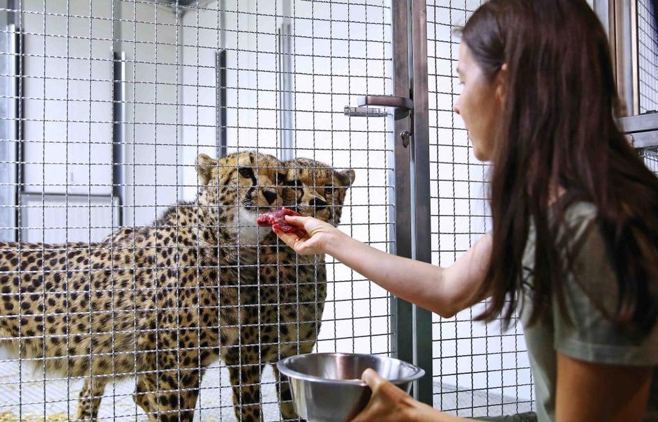 Gepardi v ZOO Ljubljana