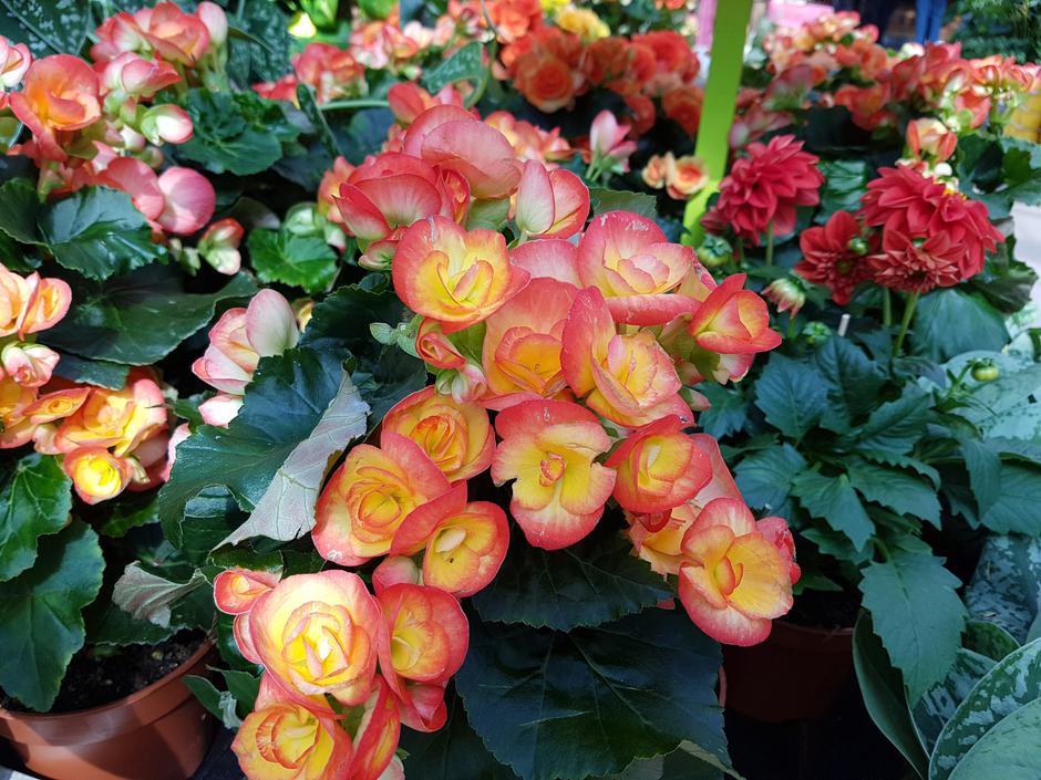 Begonije | Avtor: Profimedia