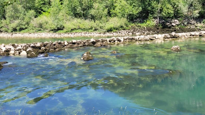 Soča v Solkanu