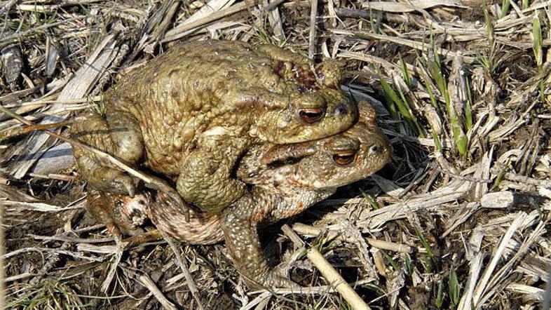 Krastače so očitno zelo občutljive na predpotresno dogajanje. (Foto: Žurnal 24)