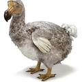 Dodo