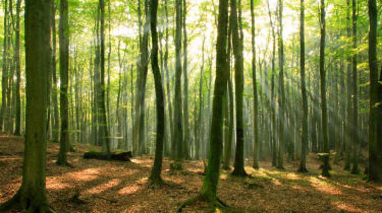 Iz gozda so prihajali strašljivi glasovi.