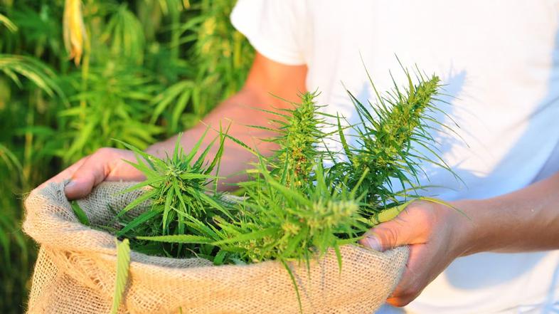 Industrijska konoplja