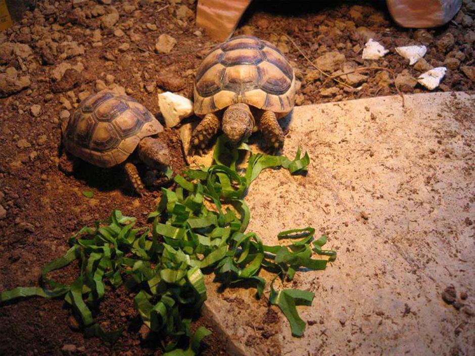 želve Dejan Šek | Avtor: arhiv zelvica.net