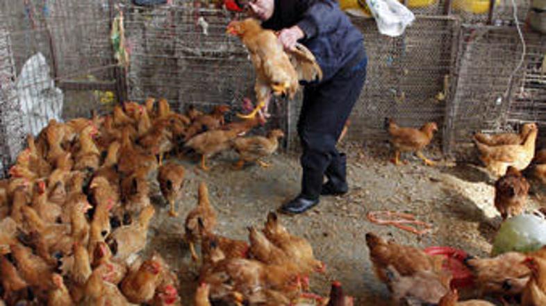 V Hongkongu so leta 1997 množično pobijali perutnino. (Foto: Reuters)