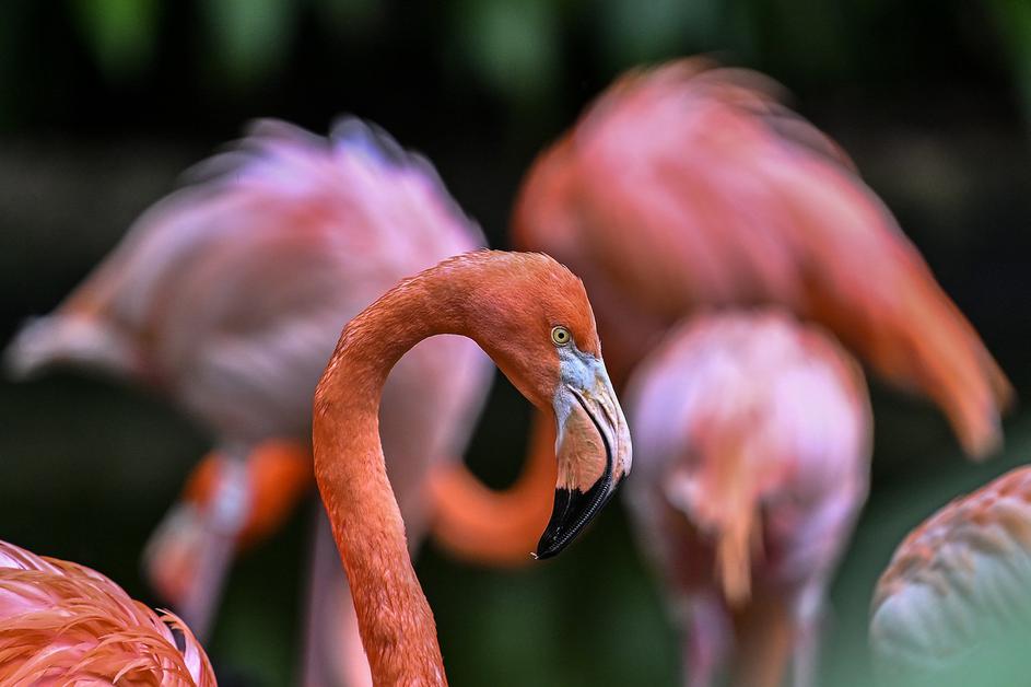 Phoenicopterus roseus, flamingo, plamenec