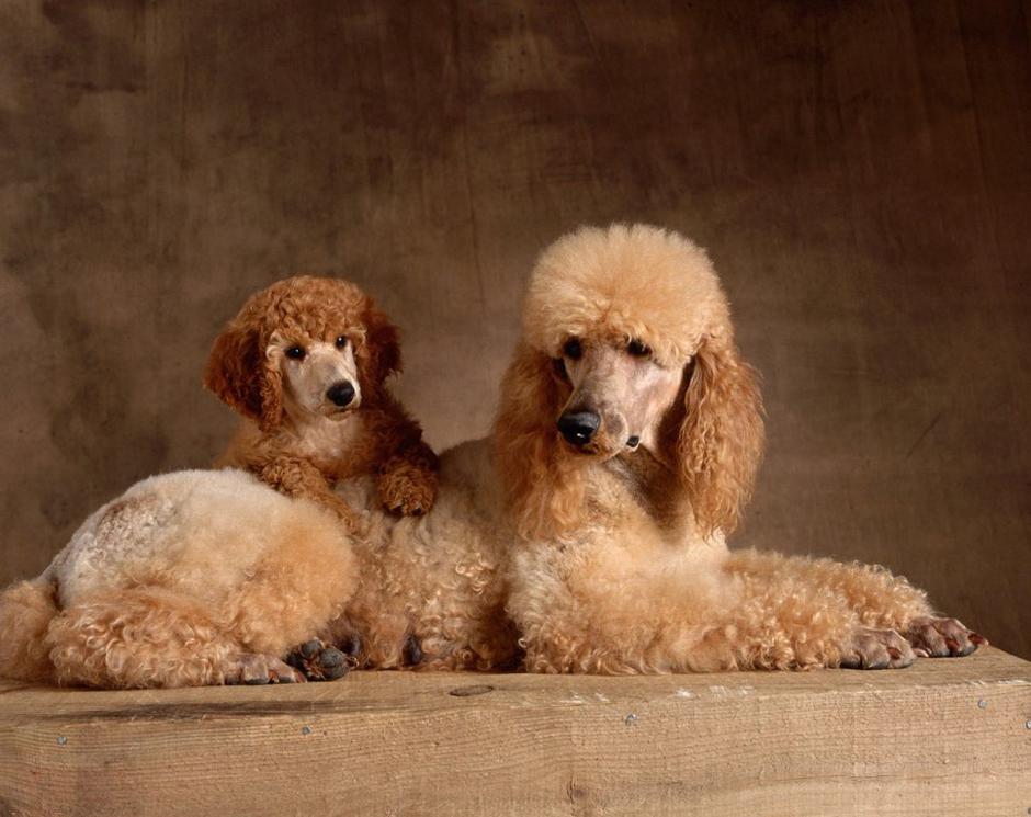 Pudelj | Avtor: Profimedias