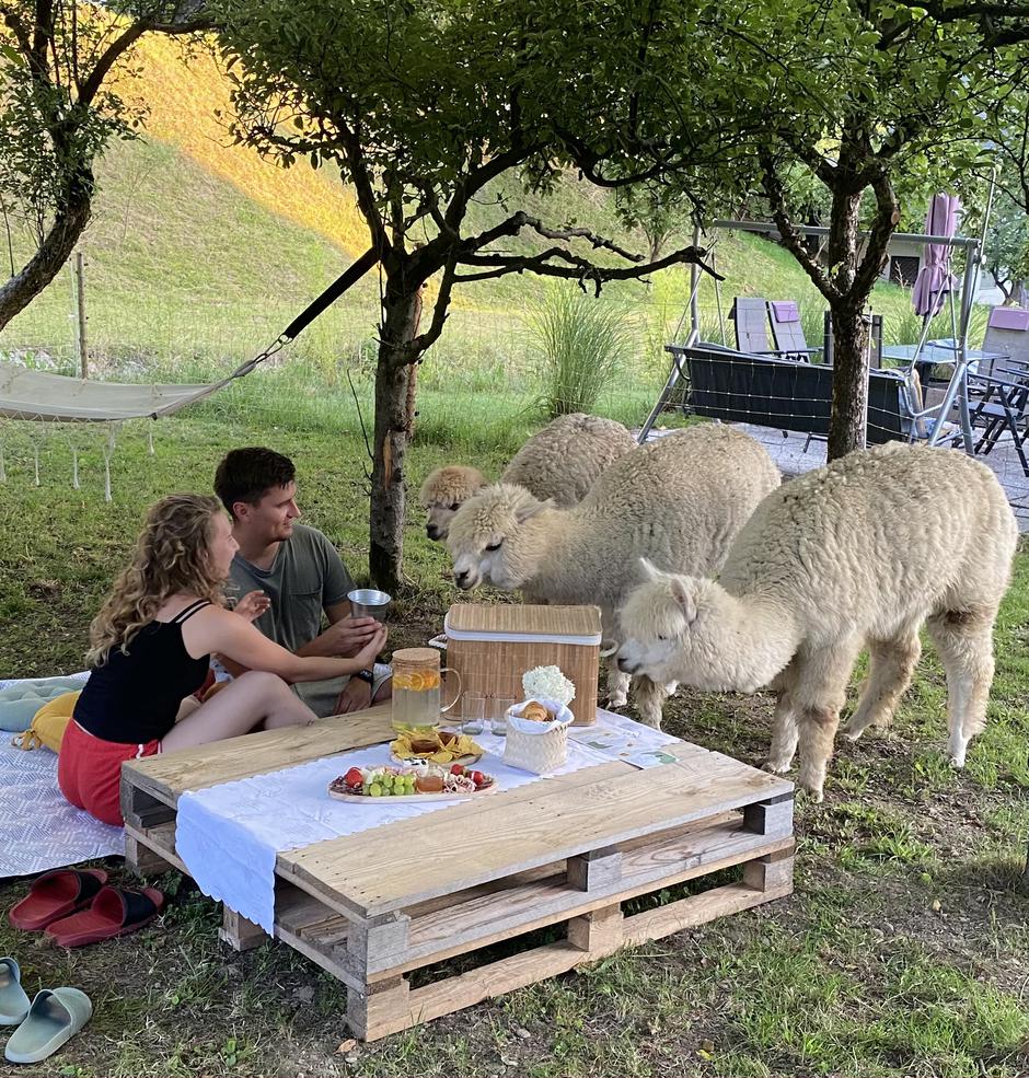 alpaka, alpaka land | Avtor: Alpaka Land