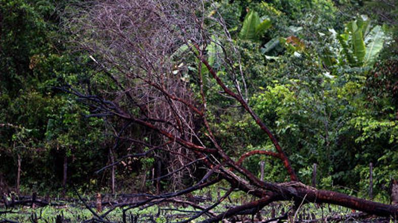 Brazilija namerava svoj cilj doseči z zmanjševanjem deforestacije amazonskega go