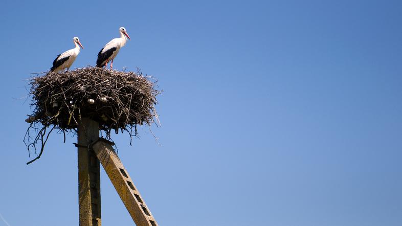 Štorklje med gnezdenjem.