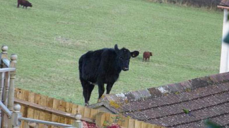 Sedemnajstletnik je prvi opazil nenavadni prizor. (Foto: Daily Mail)