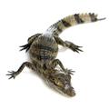 Nihče si ne zna razložiti, od kod se je mladi krokodil vzel.