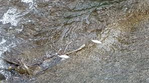 Pogin rib na Vrhniki