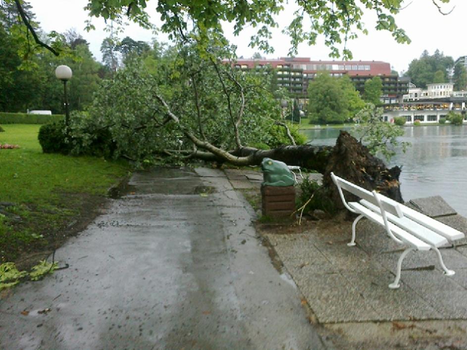 Drevo je včeraj padlo tudi na blejsko promenado. Pri tem na srečo nihče ni bil p